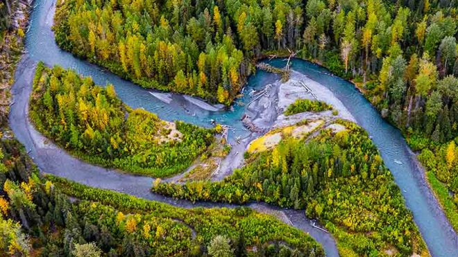 River and forest of trees