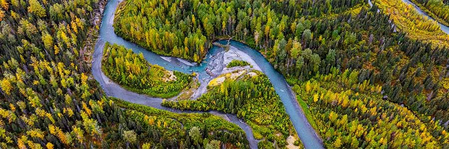 River and forest of trees